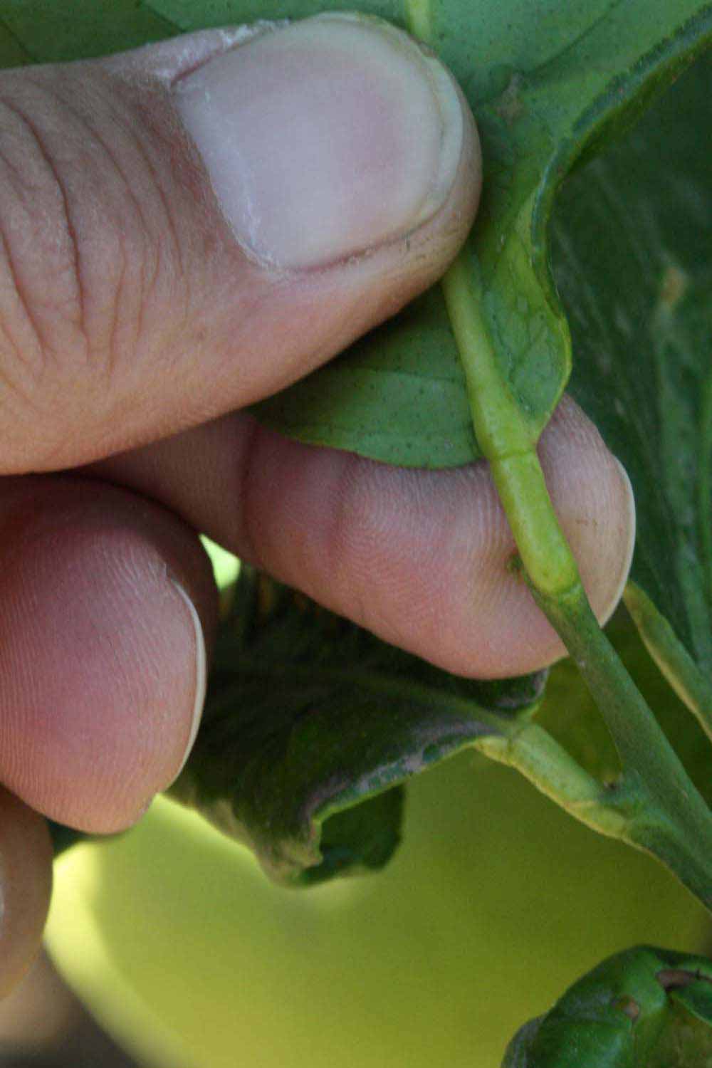              Petiole (Riverside, CA)       